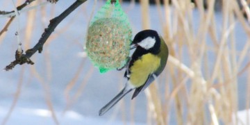 vogelfutter-selber-machen